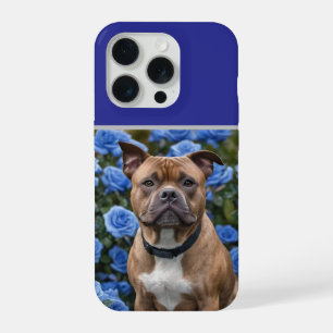 "Bela Beleza: Um Staffy Marrom em um Jardim de Ros