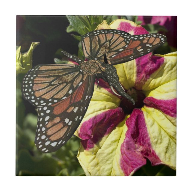 Bela Borboleta Elefante (Frente)