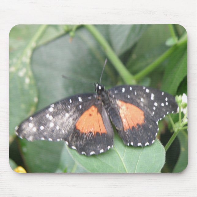 Bela Borboleta Mousepad (Frente)