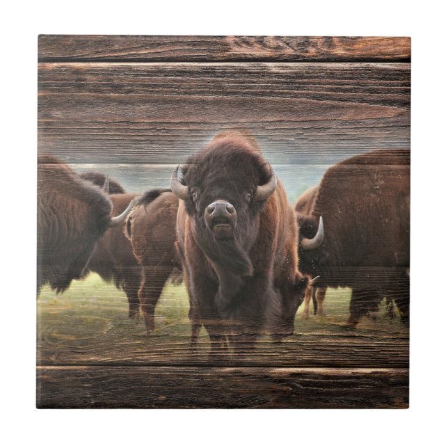 Bela Búfalo Herd (Frente)