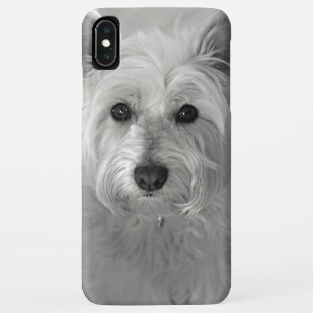 Bela capas de iphone de Cachorro Westie (Verso)