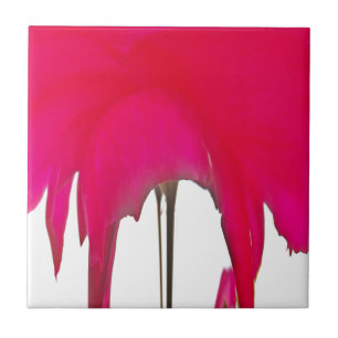 Bela e incrível rosa vermelha sob o céu branco