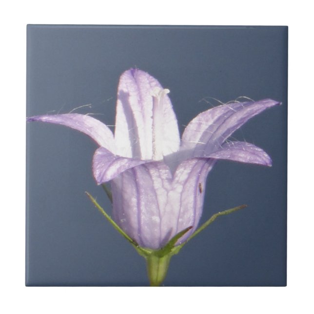 Bela flor azul (Frente)
