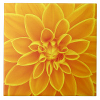 bela flor de dália amarela ouro colorida