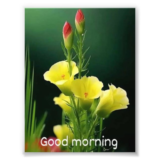 bela foto florida (Frente)