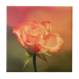 Bela Fotografia Romântica de Rosa