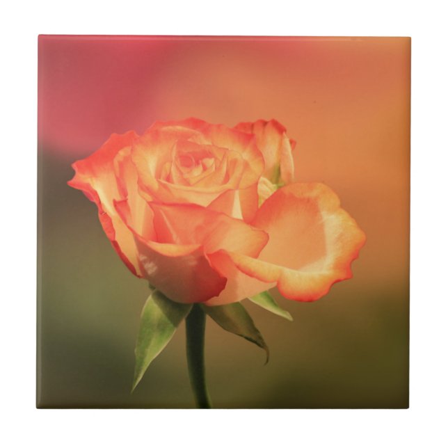 Bela Fotografia Romântica de Rosa (Frente)