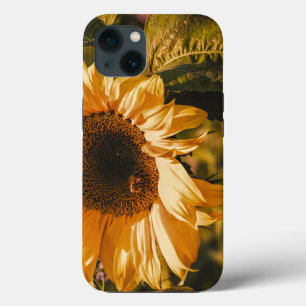 Bela Grande Girassol Amarelo Tough