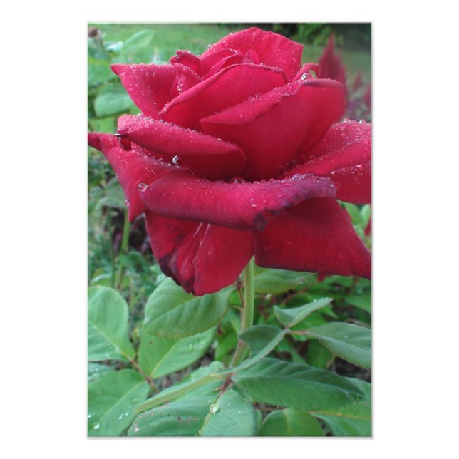 Bela Impressão de Foto de uma Rosa Vermelha com Go (Frente)