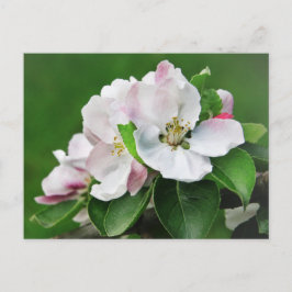 Bela Macieira em Flor Cartão Postal de Primavera