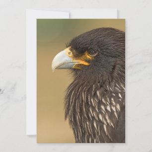 Bela Pássaro do Convite à Apresentação