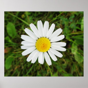 Bela Poster de margarida comum