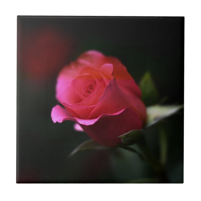 Bela Rosa Vermelha (Frente)