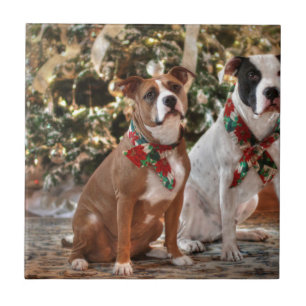 Bela salvação de Natal Pitbull e Boi Cão da Améric