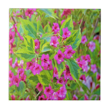 Bela Weigela Verde com Flores Carmesim