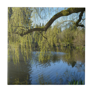 belas árvores primavera salgueiras por lagoa d'á