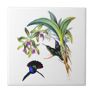 Belas aves e orquídeas roxas