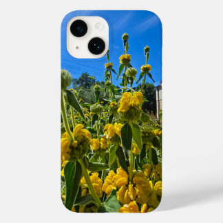 belas flores amarelas de Jerusalém