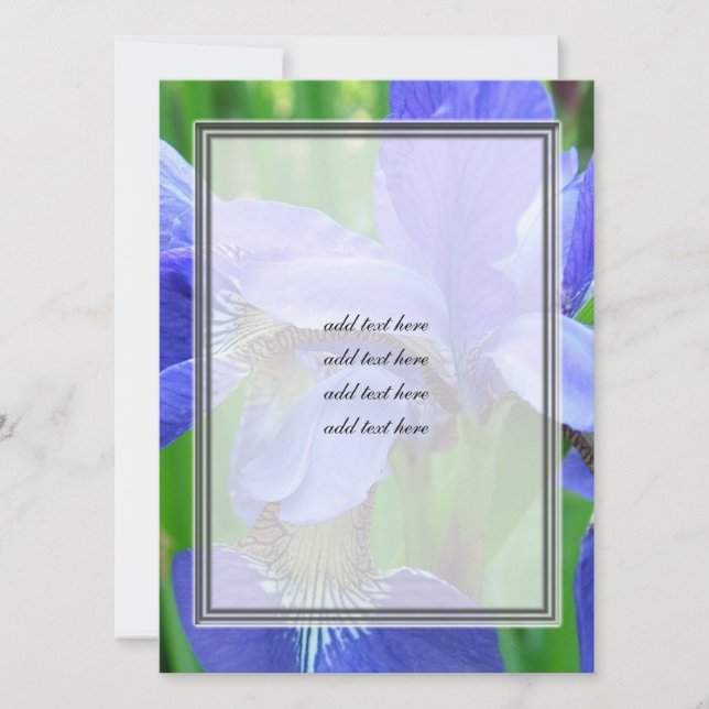 belas flores azuis da íris (Frente)