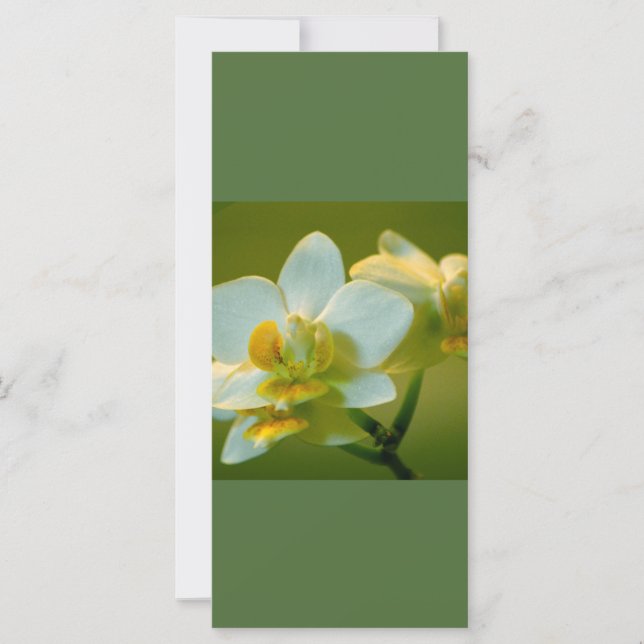 Belas flores de orquídea branca mantêm a calma, co (Frente)