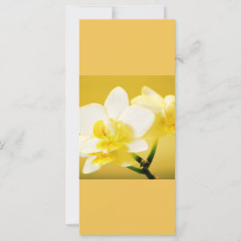Belas flores de orquídea branca mantêm a calma, co