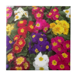 Belas flores de Polyanthus brilhantes