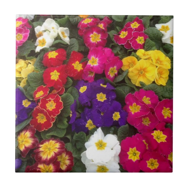 Belas flores de Polyanthus brilhantes (Frente)