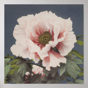 Belas impressões fotomecânicas das Flores de Pen