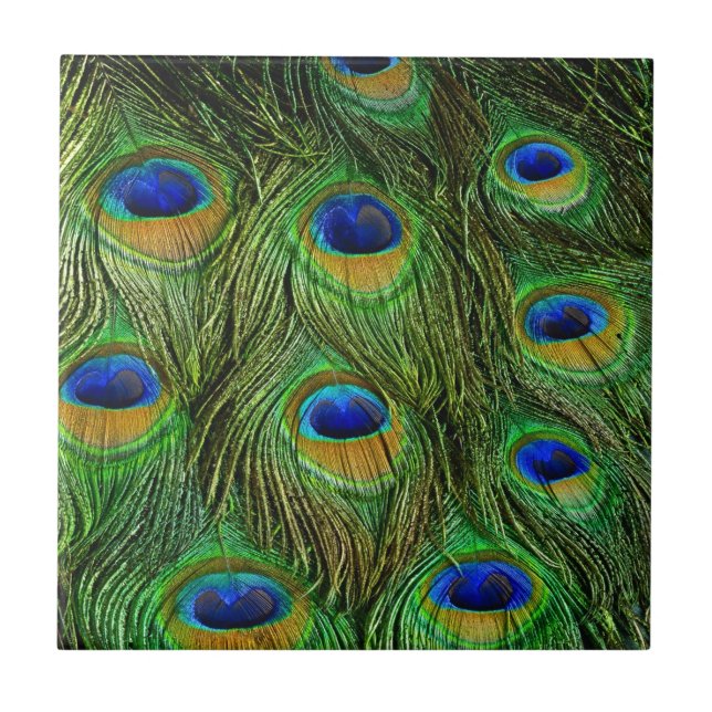 Belas Penas de Pavão (Frente)