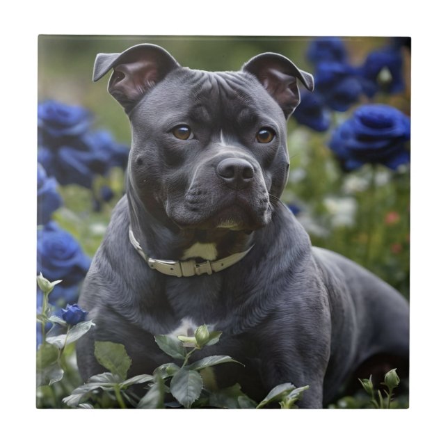"Beleza Azul do Brindle: Um Staffy em Rosas Azuis (Frente)