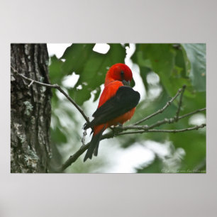 "Beleza Crescente" Scartlet Tanager Poster