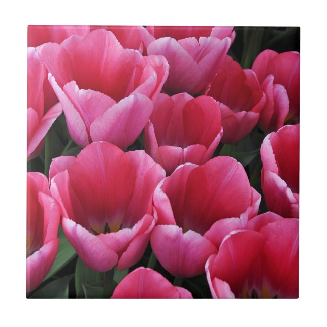 Beleza das tulipas rosa (Frente)