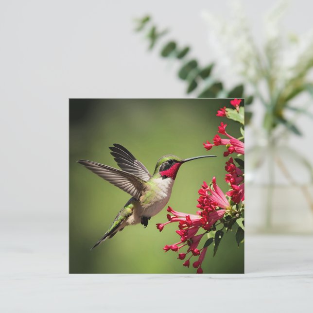 Beleza de Beija-flor (Em pé/Frente)