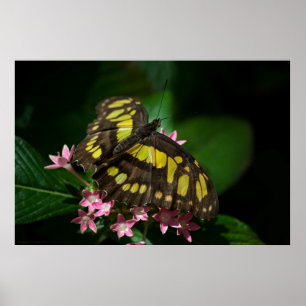 Beleza no Impressão das estrelas