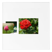 Beleza Rosa