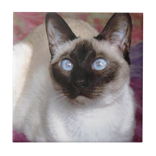 BELEZA SIAMESE (Frente)