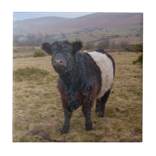 Belga Galloway Sentindo Orgulho em Dartmoor Farmla