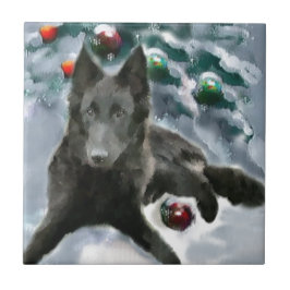 Belga - Sheepdog Natal