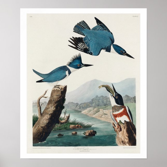 Beliscador por Poster de Audubon (Frente)