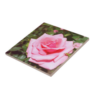 belíssima flor de rosa cor-de-rosa com corações do