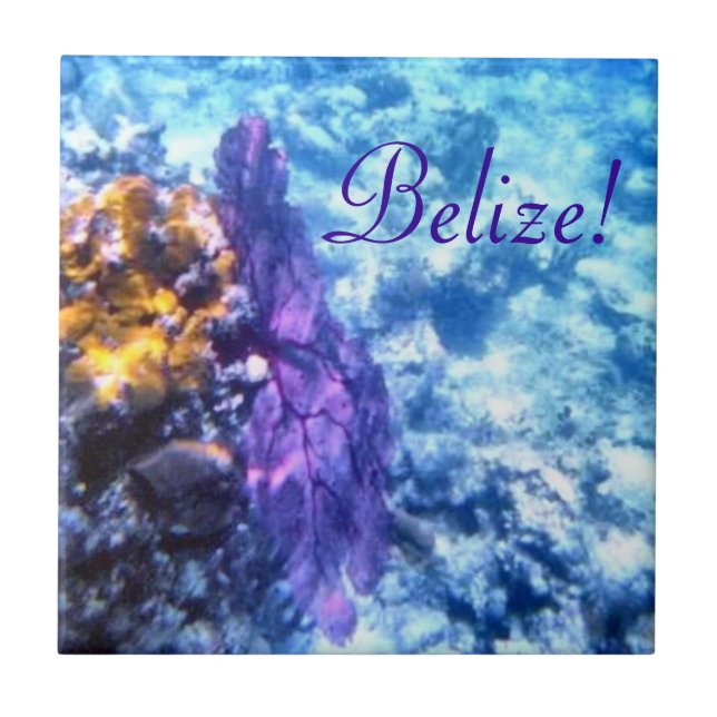 Belize! Azulejo roxo do fã de mar (Frente)