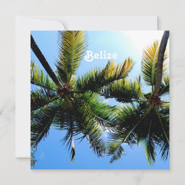 Belize Palm Trees (Frente)