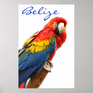 Belize Scarlet Macaw Poster
