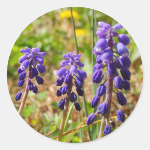 Bell roxa brota a etiqueta da flor