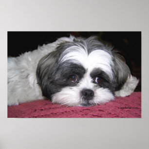 Belle o poster de Shih Tzu