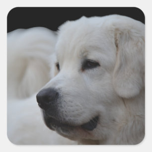 Belo adesivo de Tatra Sheepdog Polonês