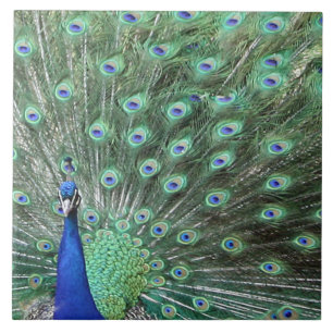 Belo Azulejo de Arte Peacock