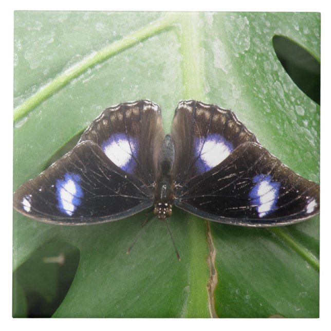 Belo Azulejo de borboleta azul (Frente)