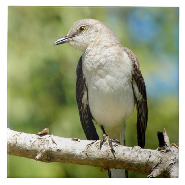 Belo Azulejo de pássaro Mockingbird (Frente)