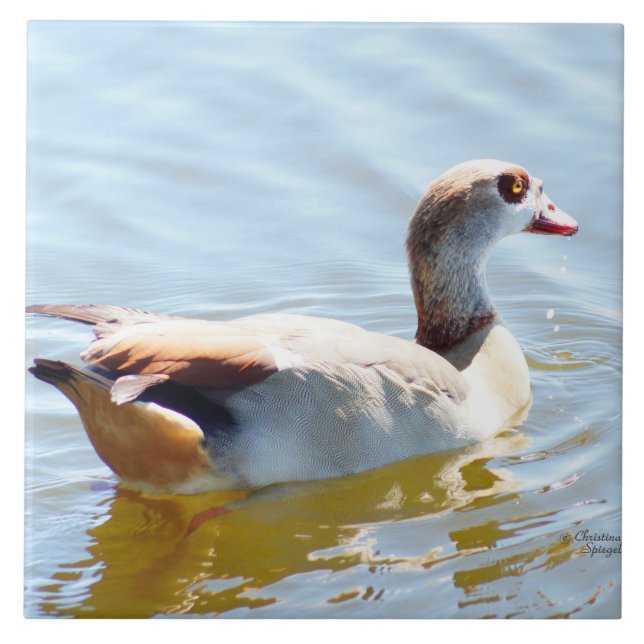 Belo Azulejo de pato tropical (Frente)